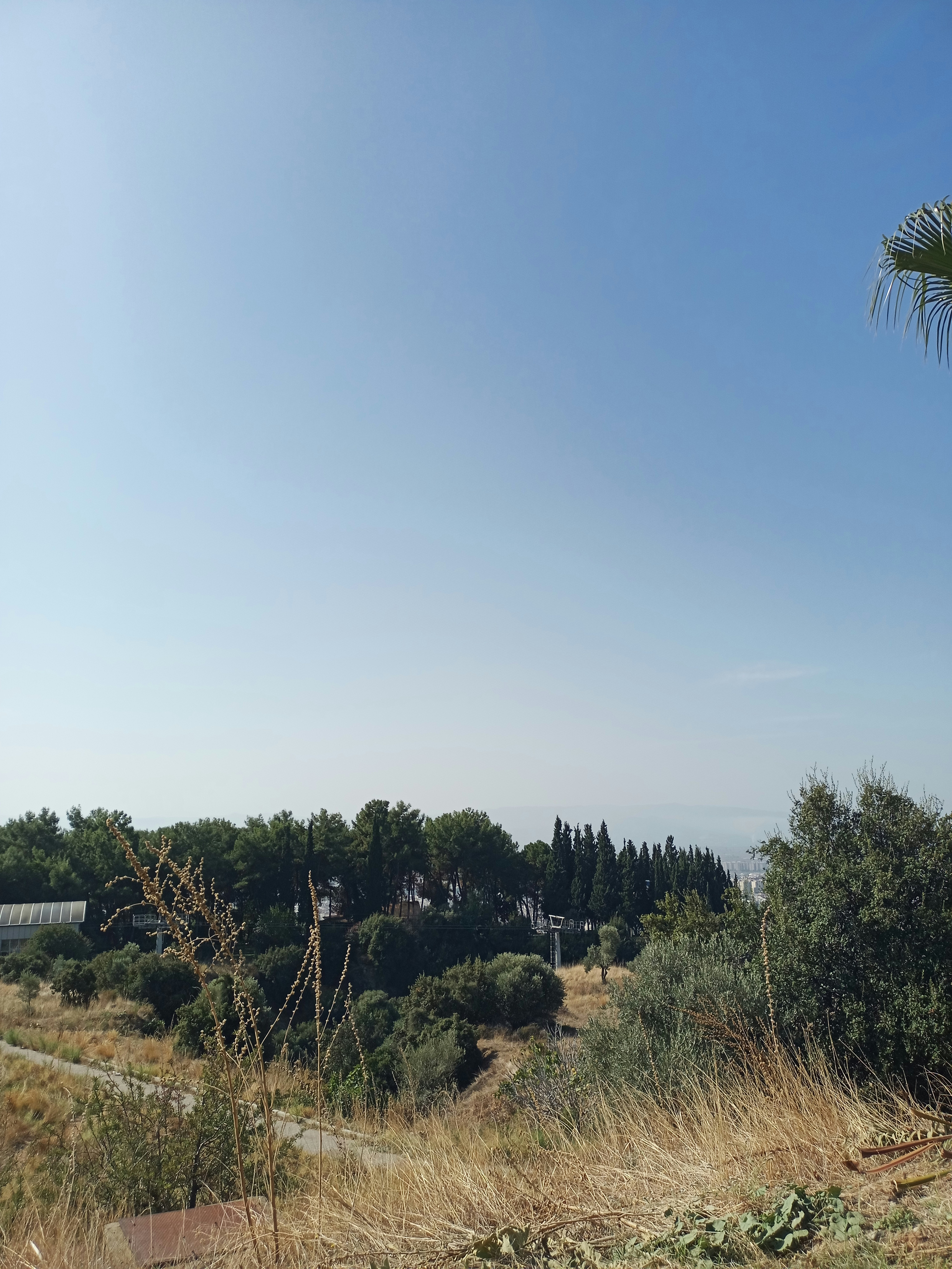a view of a field with trees and a sky background