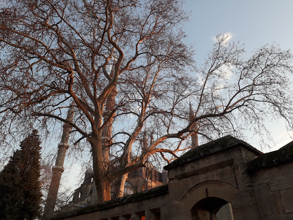 a large tree in front of a building