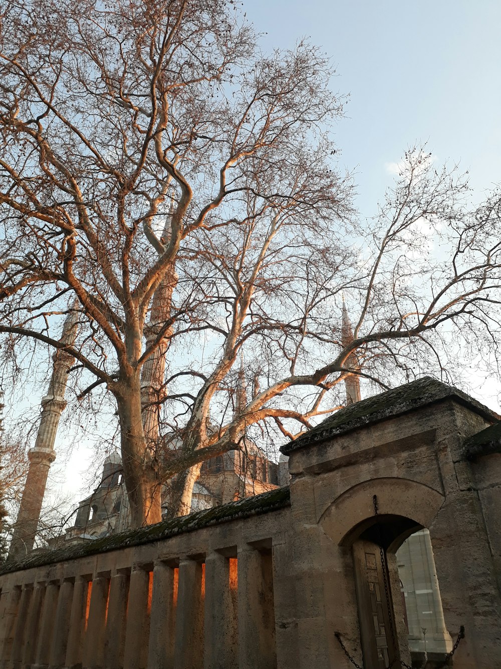 a large tree in front of a building