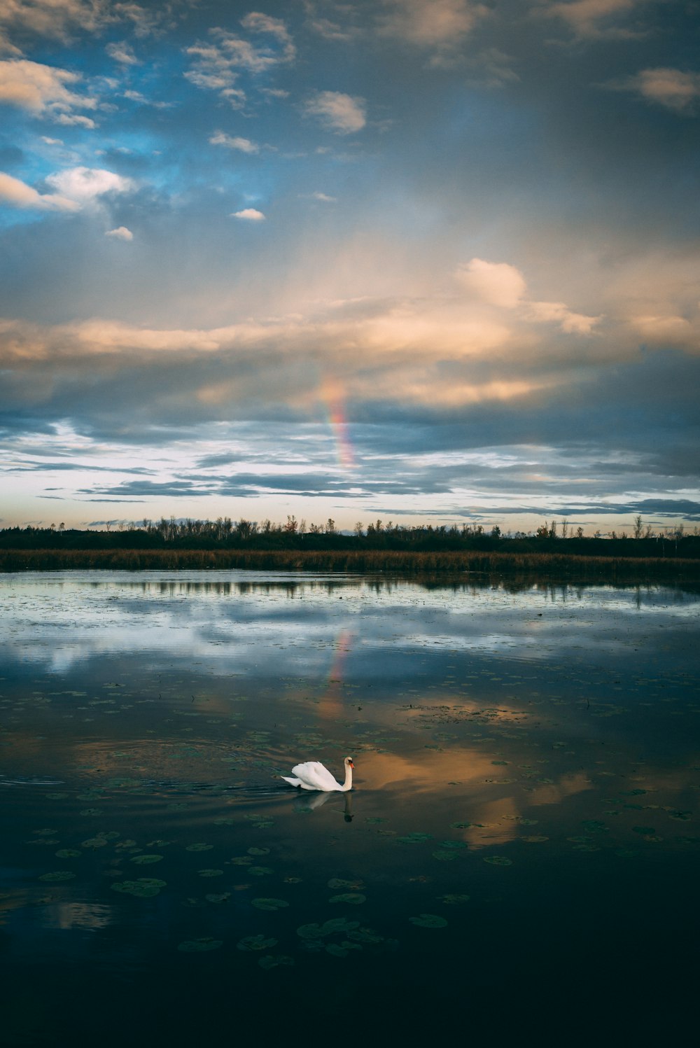 a white swan floating on top of a lake under a cloudy sky