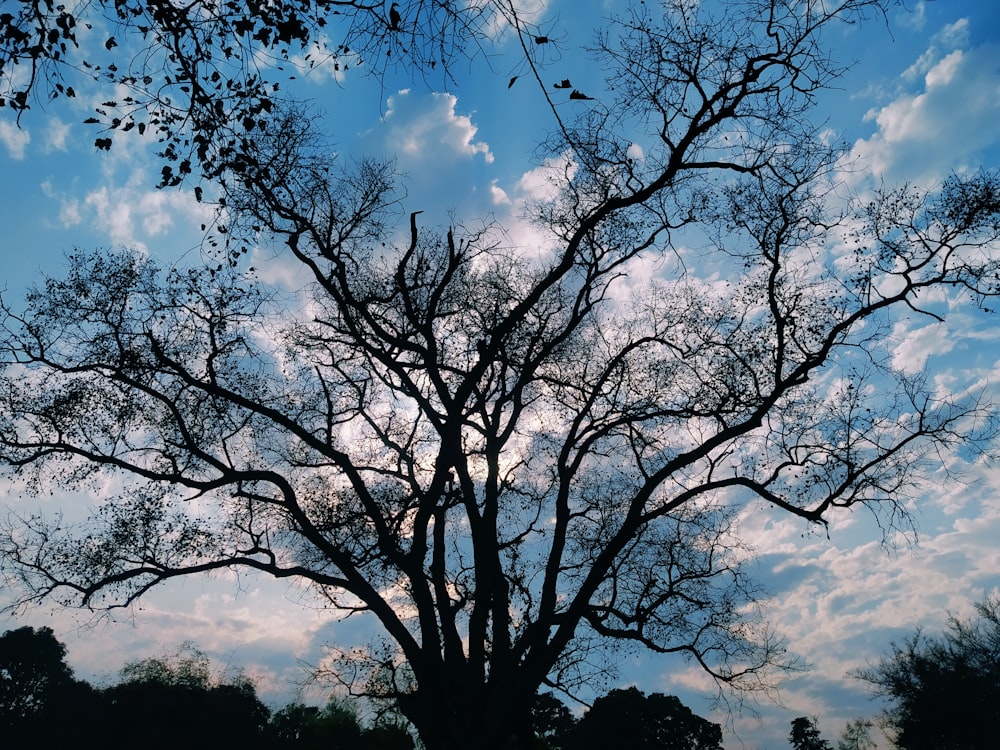 a tree with no leaves and a blue sky in the background