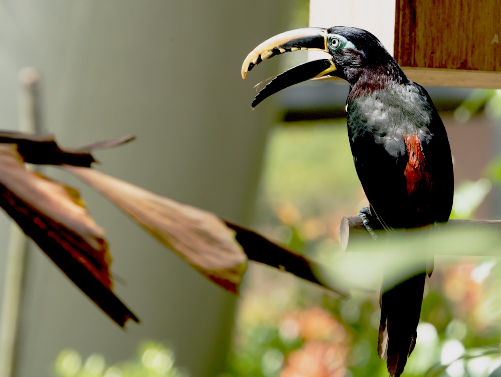 a black bird with a yellow beak sitting on a branch