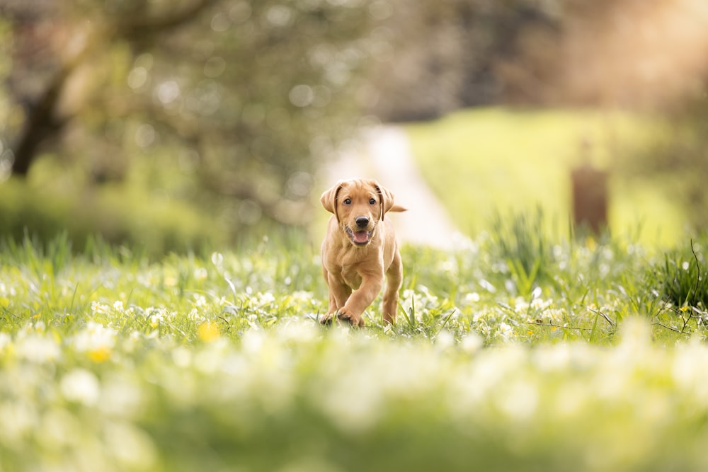 a dog running through a field of grass