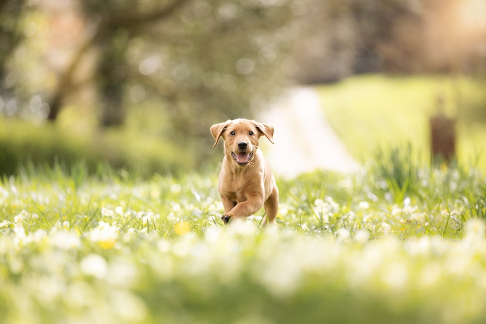 a dog running through a field of grass