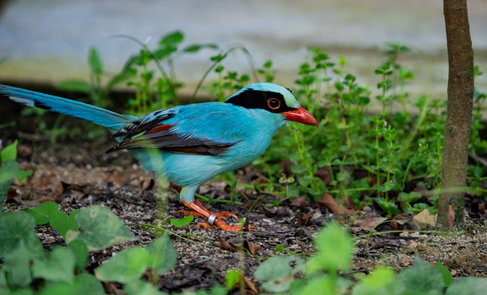 a blue bird standing on the ground next to a tree