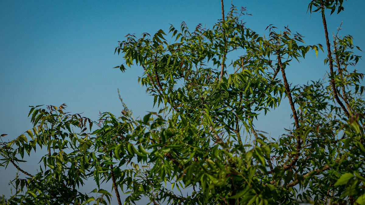 Neem Tree Growing India Village Pharmacy Azadirachta