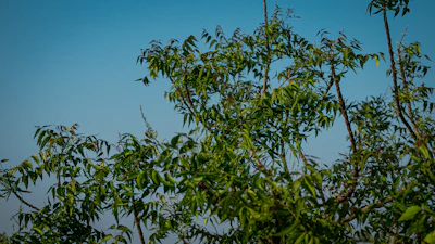 Neem Tree Growing India Village Pharmacy Azadirachta