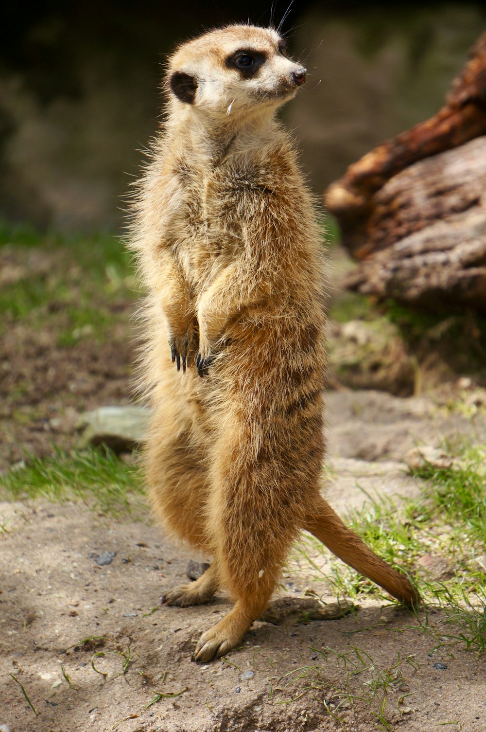 um pequeno suricato em pé sobre suas patas traseiras