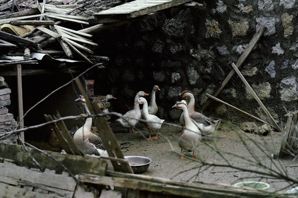 a group of ducks walking around a dirty building