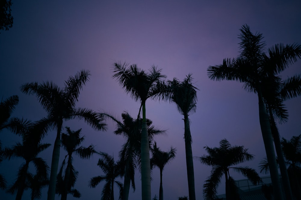 a group of palm trees with a purple sky in the background