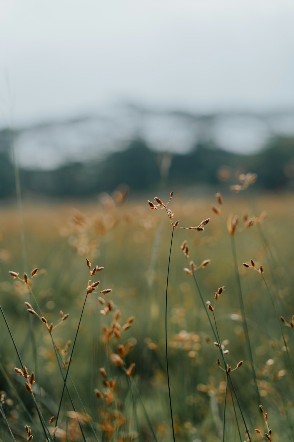 a field of tall grass with a sky in the background