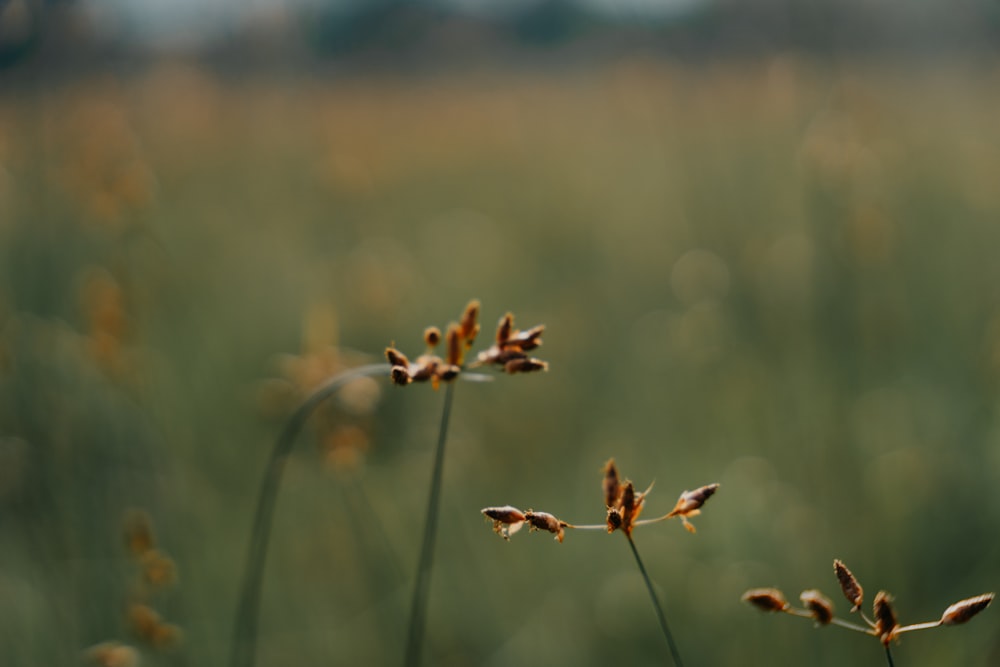 a bunch of flowers that are in the grass