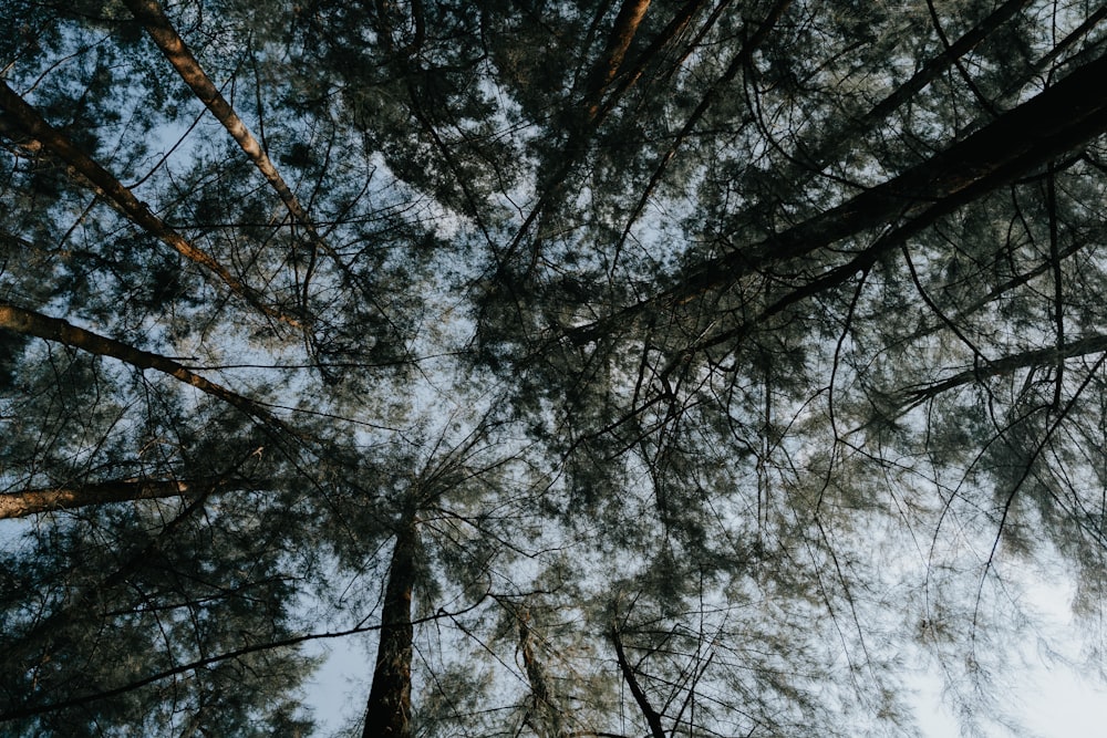 looking up at the tops of tall trees