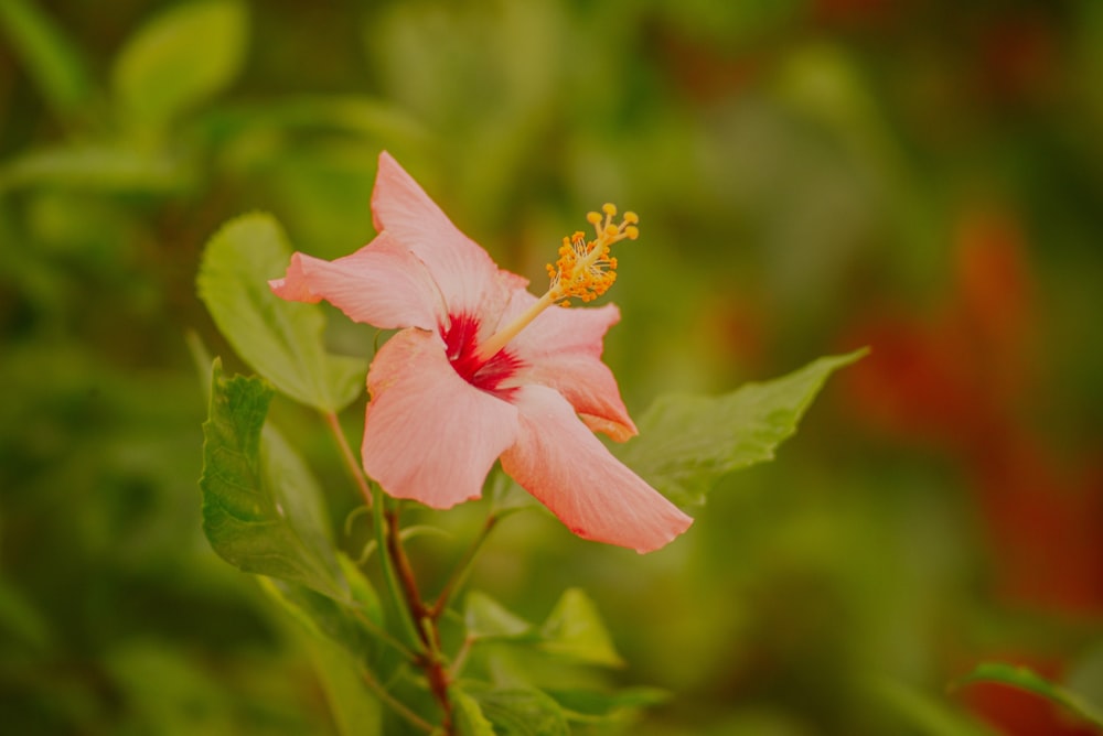 una flor rosa con hojas verdes en el fondo