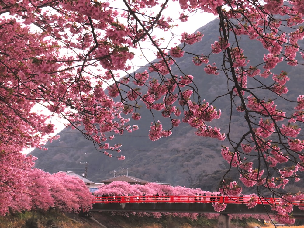 a red train traveling over a bridge next to pink flowers