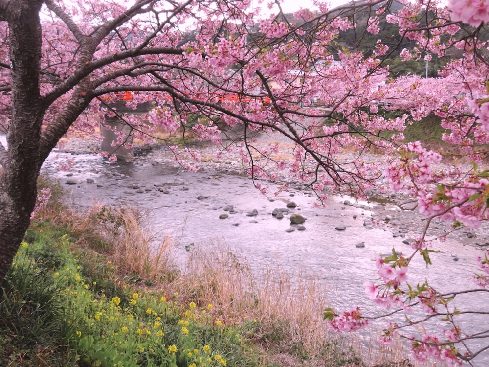 a river surrounded by pink flowers and trees