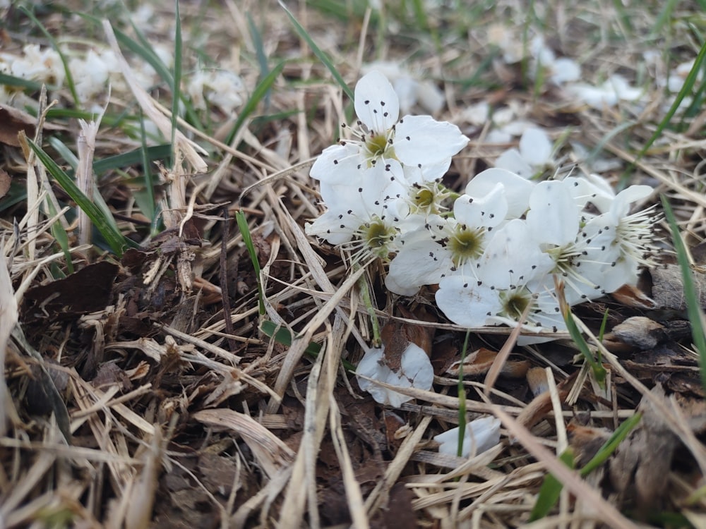 a group of white flowers sitting on top of a grass covered field