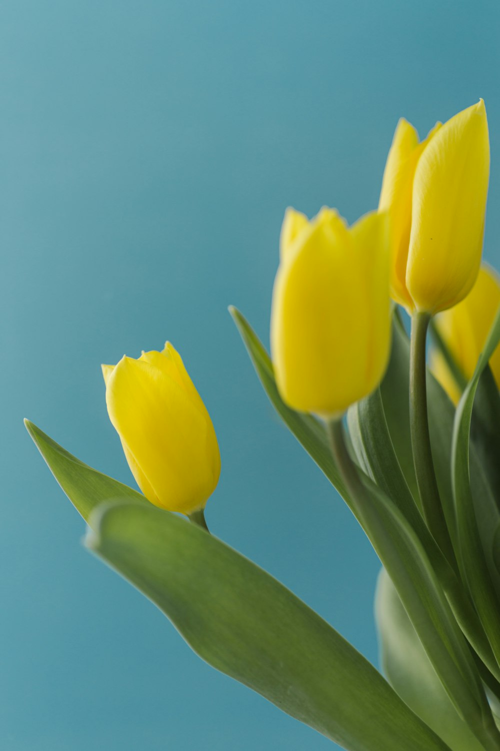 a vase filled with yellow flowers on top of a table