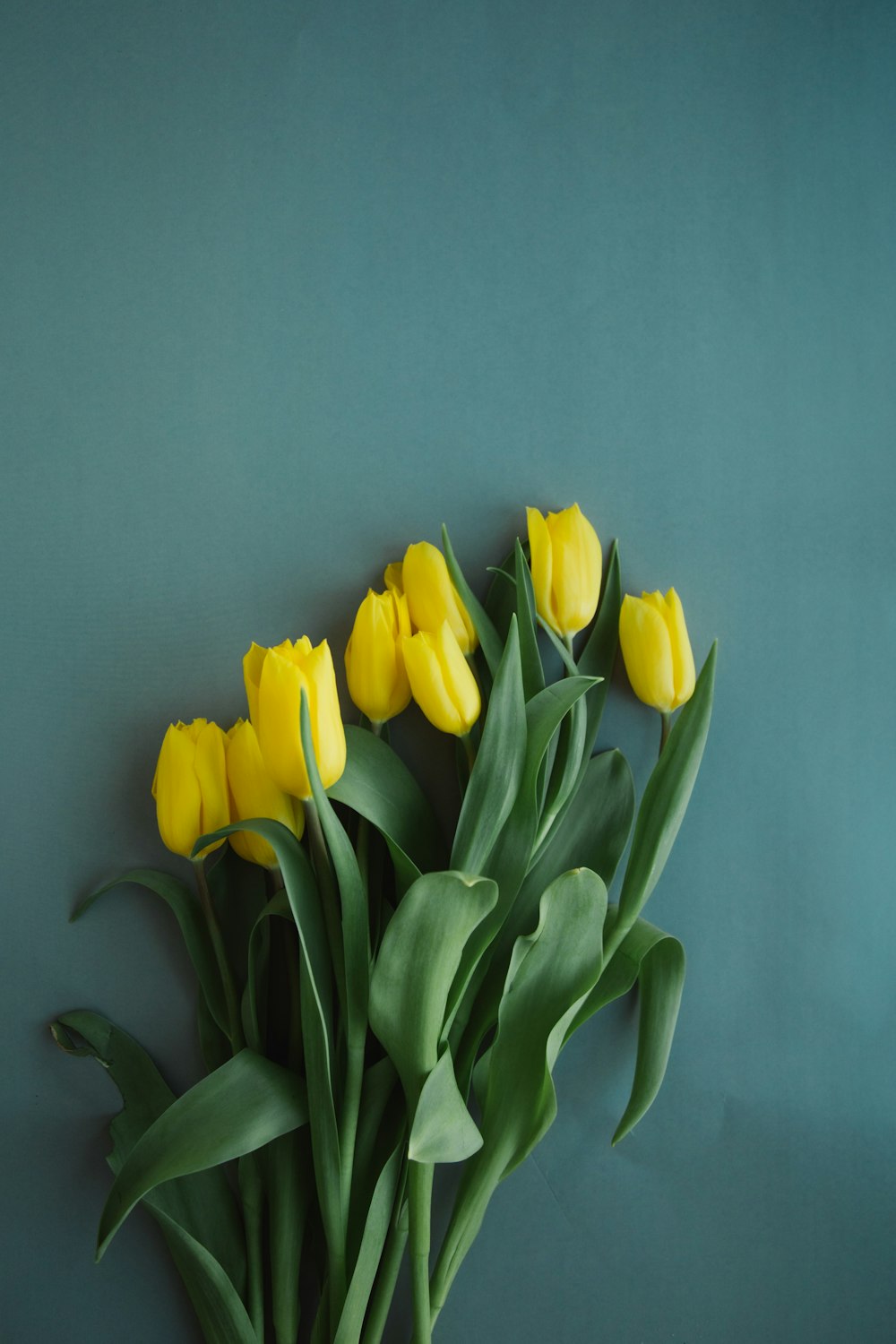 a bouquet of yellow tulips on a green background