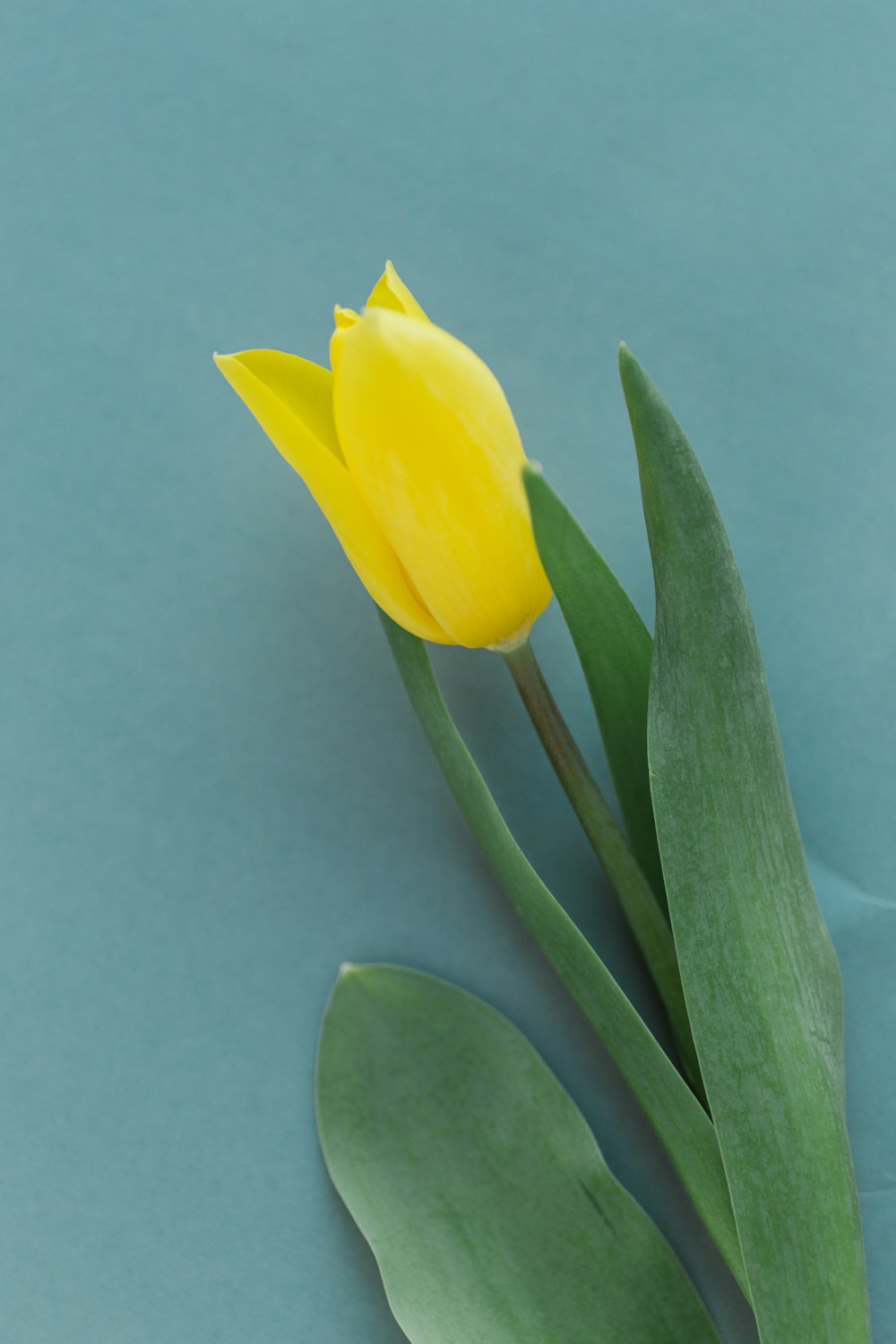 a single yellow tulip sitting on top of a green leaf