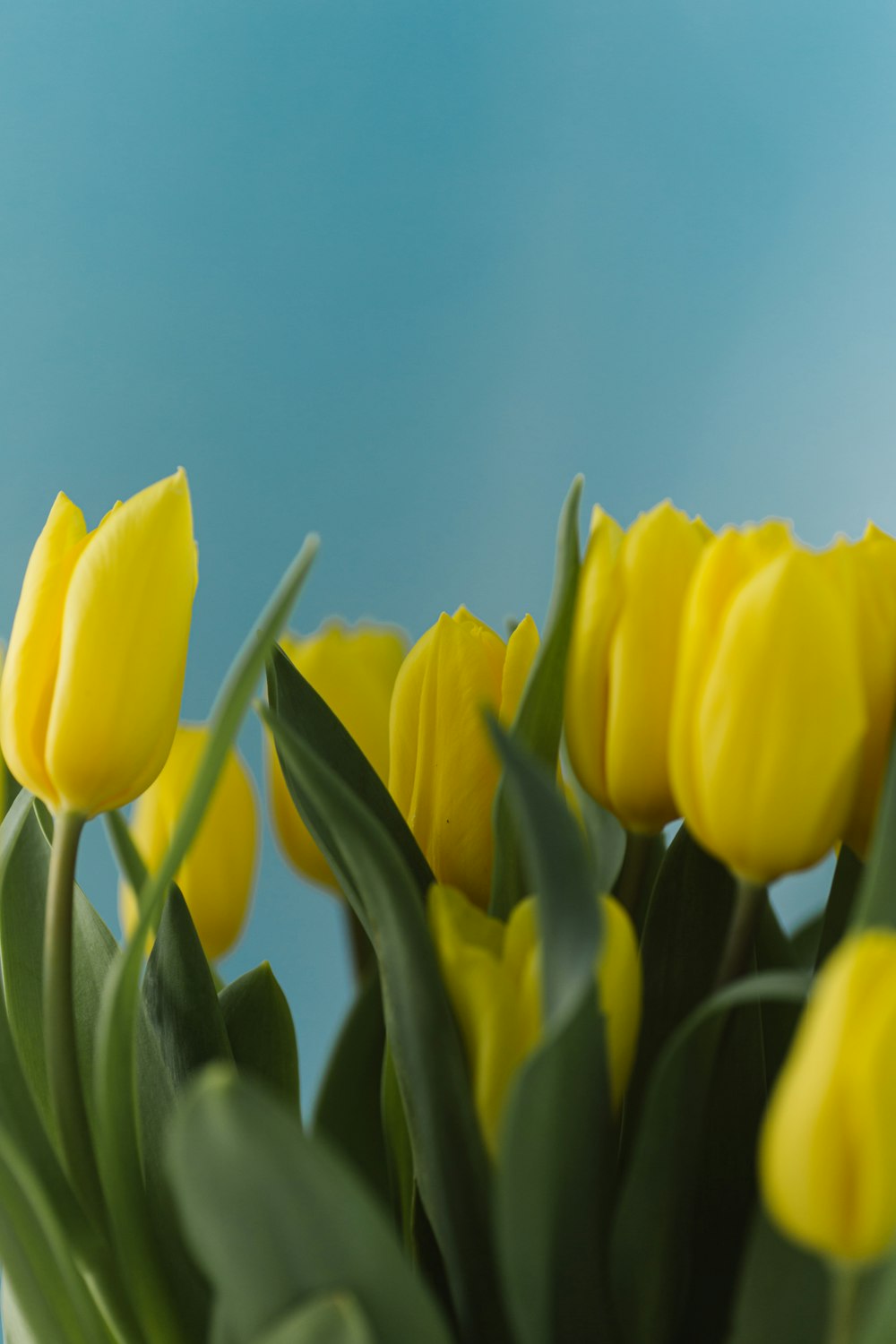 a vase filled with yellow flowers on top of a table