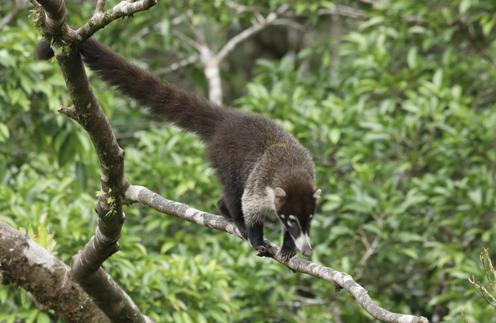 a small animal climbing on a tree branch