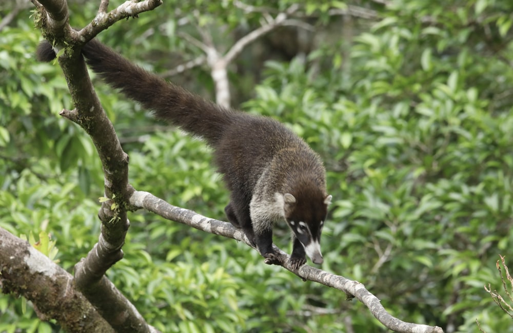 um pequeno animal subindo em um galho de árvore