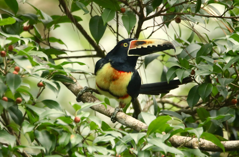 un uccello colorato appollaiato in cima al ramo di un albero