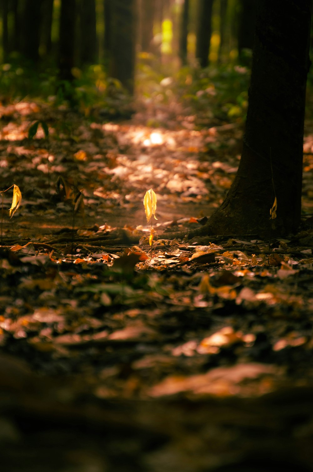 a trail in the woods with leaves on the ground