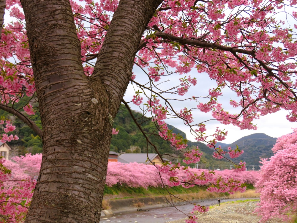 a tree with a bunch of pink flowers on it