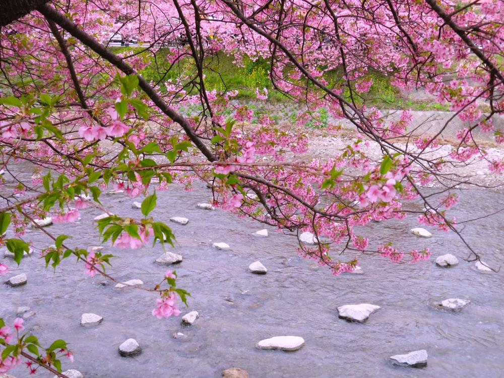a river with rocks and pink flowers on it