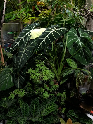 a bunch of plants that are in a room