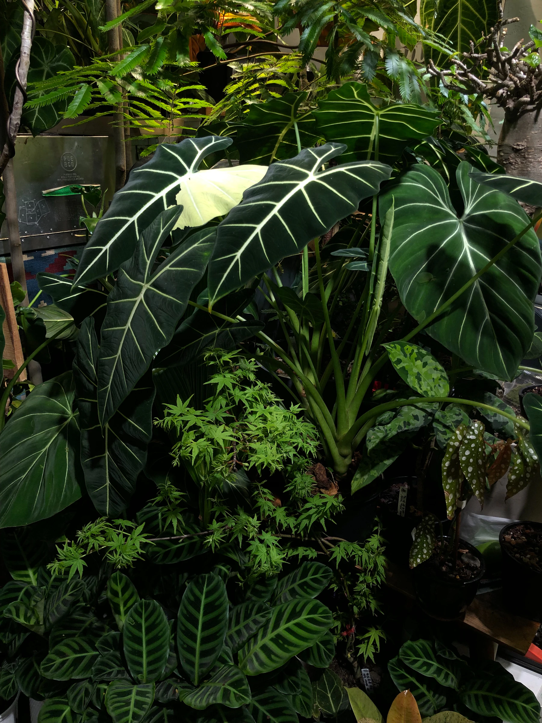 A densely packed plant collection: a dark alocasia with white veins and a velvet philodendron above ferns, a spotted begonia and striped calatheas