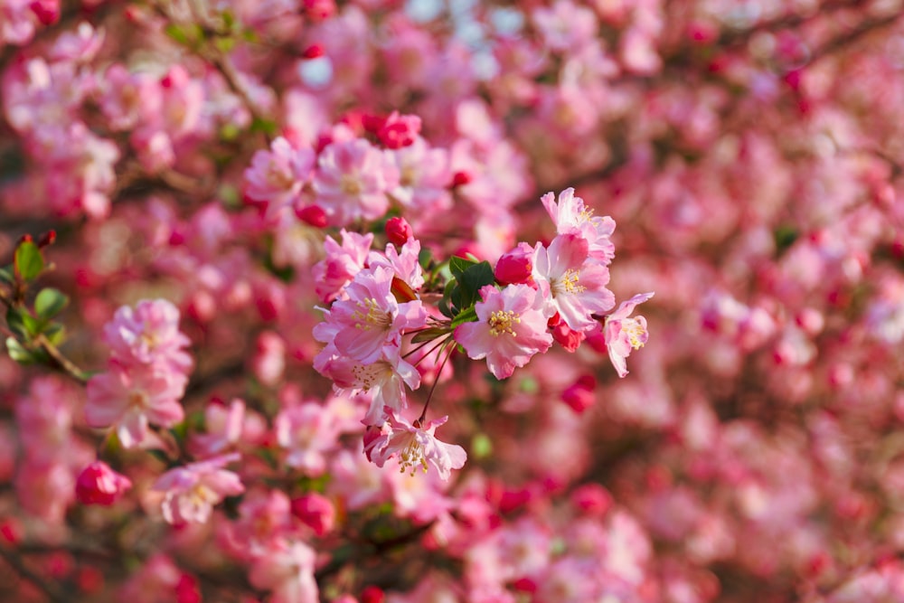 a tree with lots of pink flowers on it