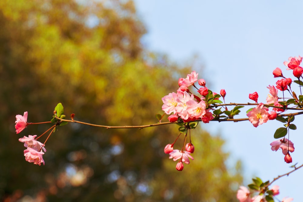 a branch with pink flowers and green leaves