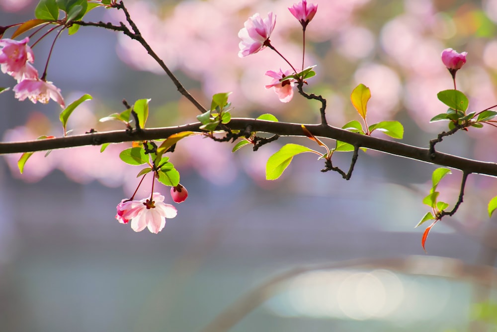 a branch with pink flowers and green leaves