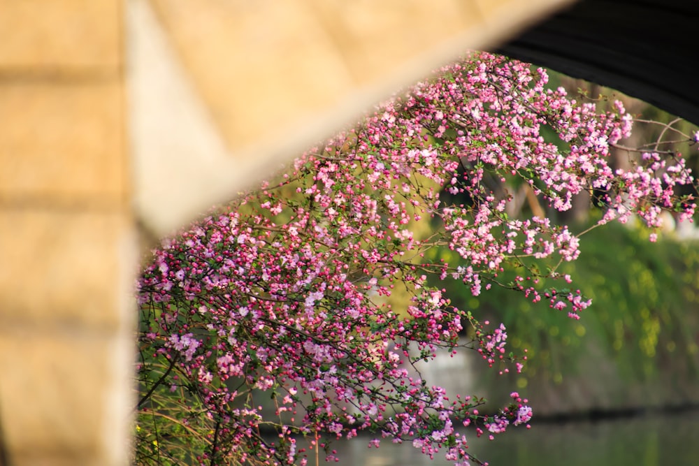 a tree with pink flowers is reflected in a mirror