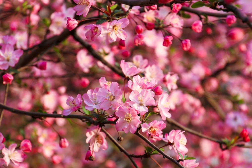 a close up of a tree with pink flowers