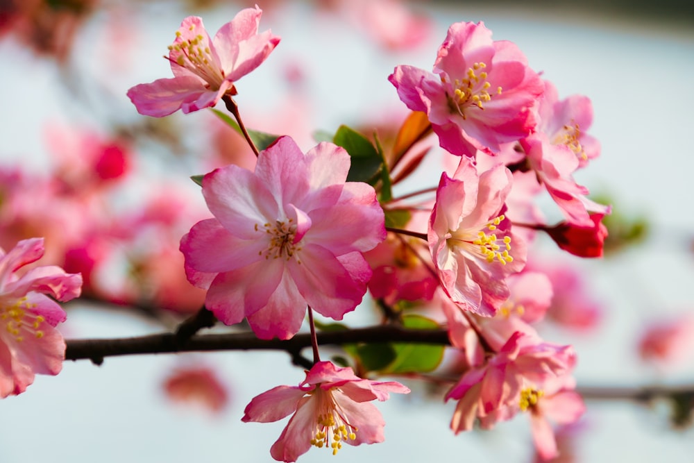 a close up of pink flowers on a tree branch