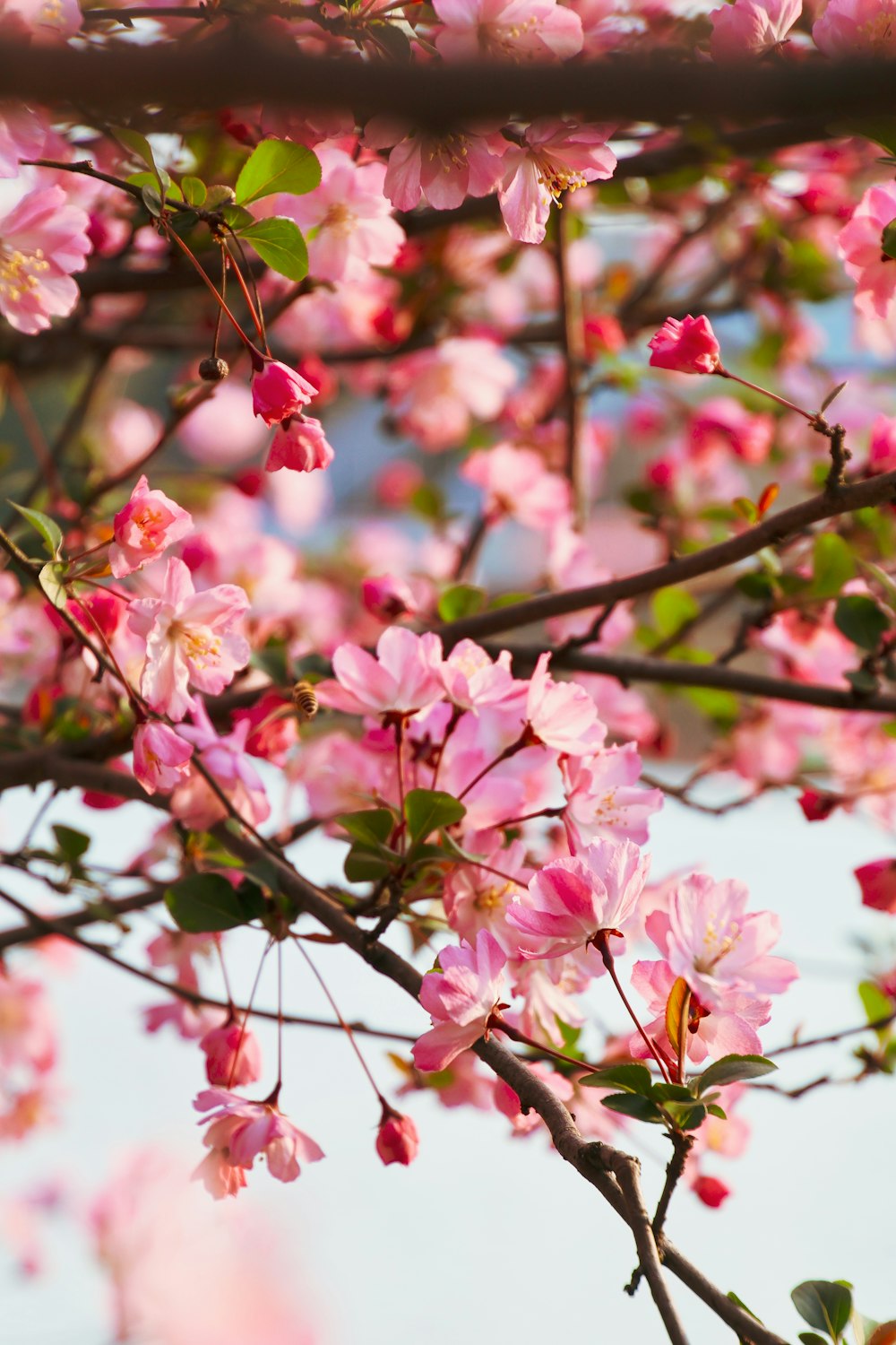 pink flowers are blooming on the branches of a tree