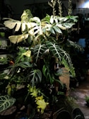 a room filled with lots of different types of plants