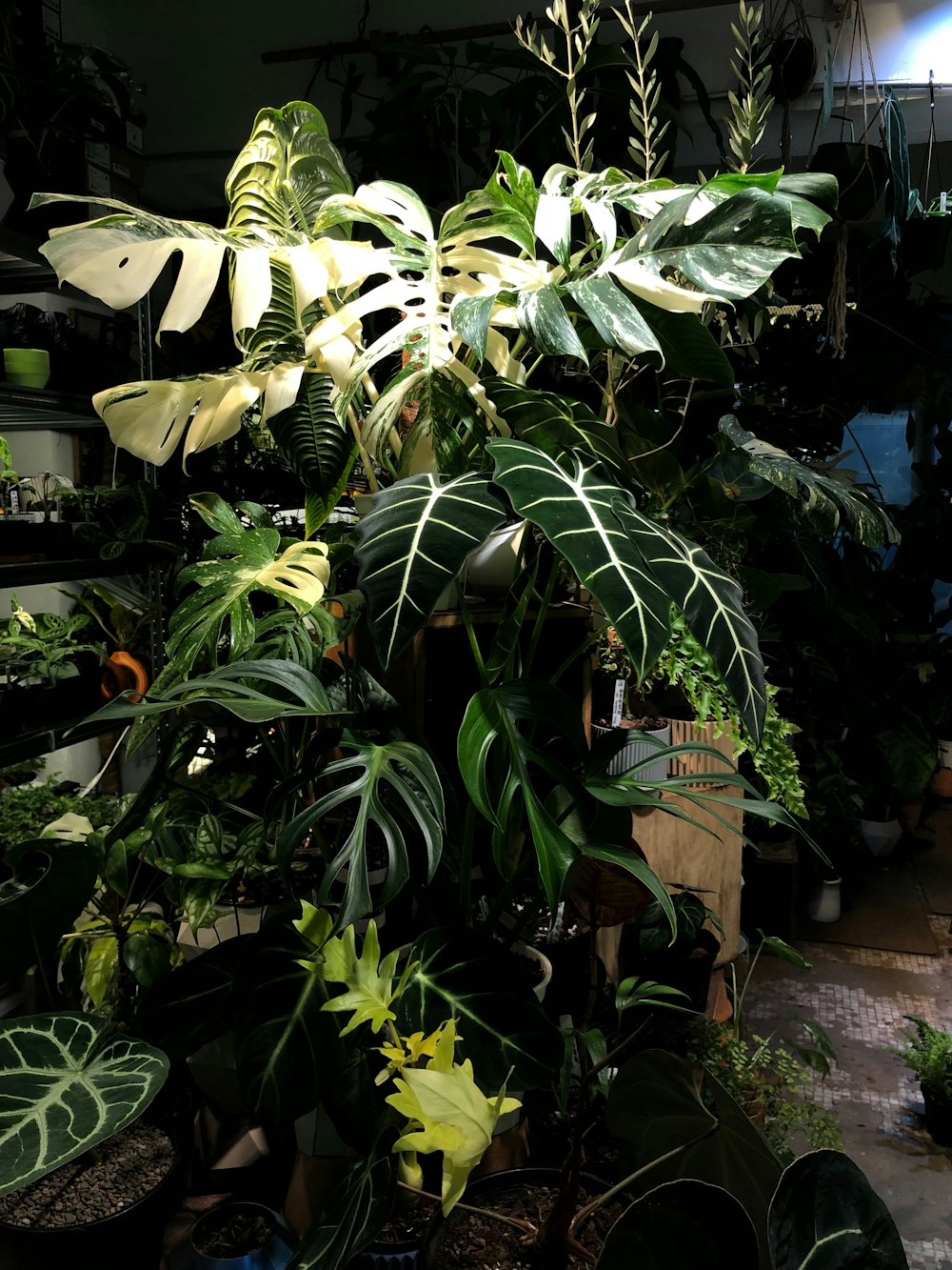 a room filled with lots of different types of plants