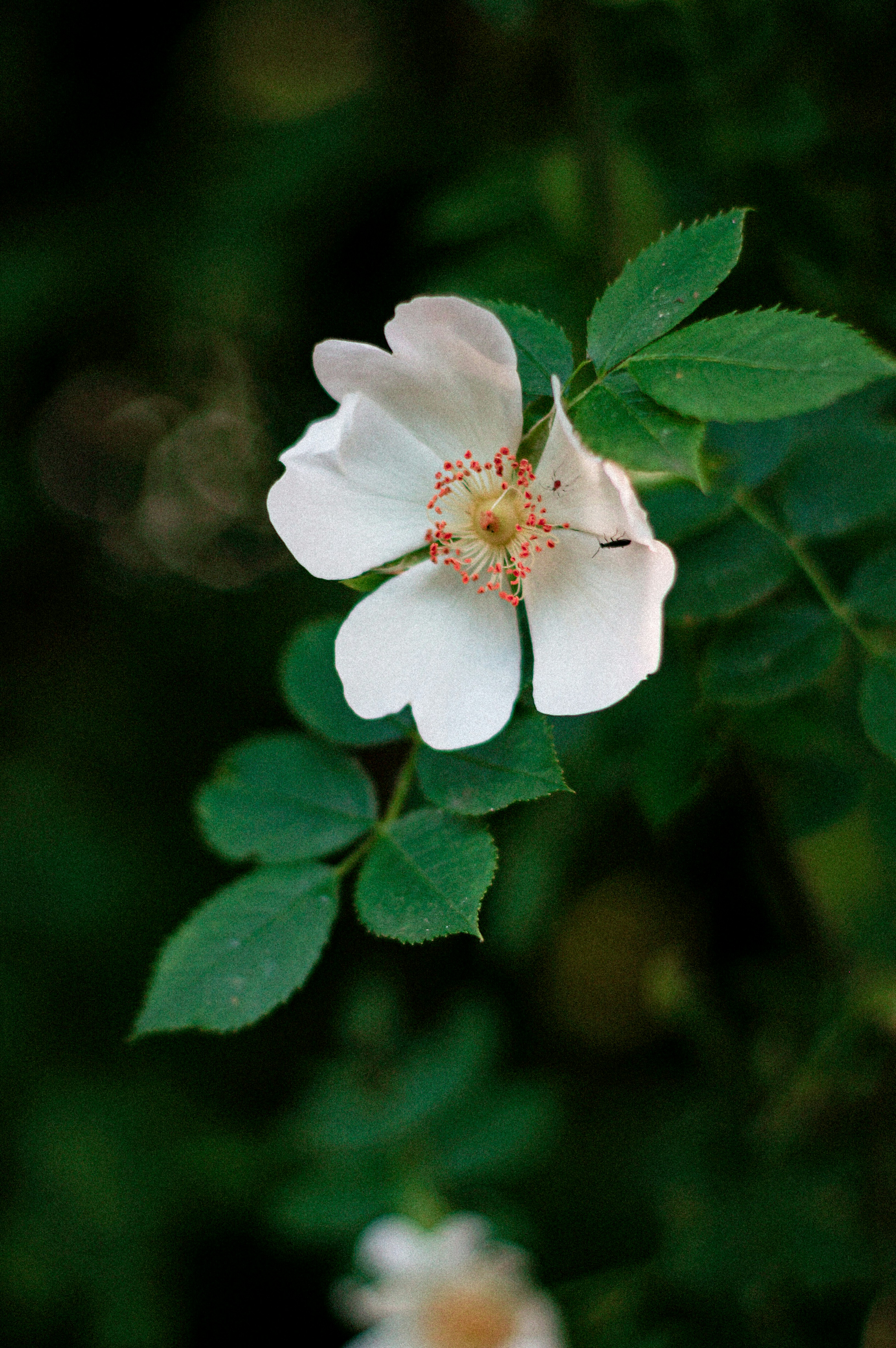 Photo by jerrografie