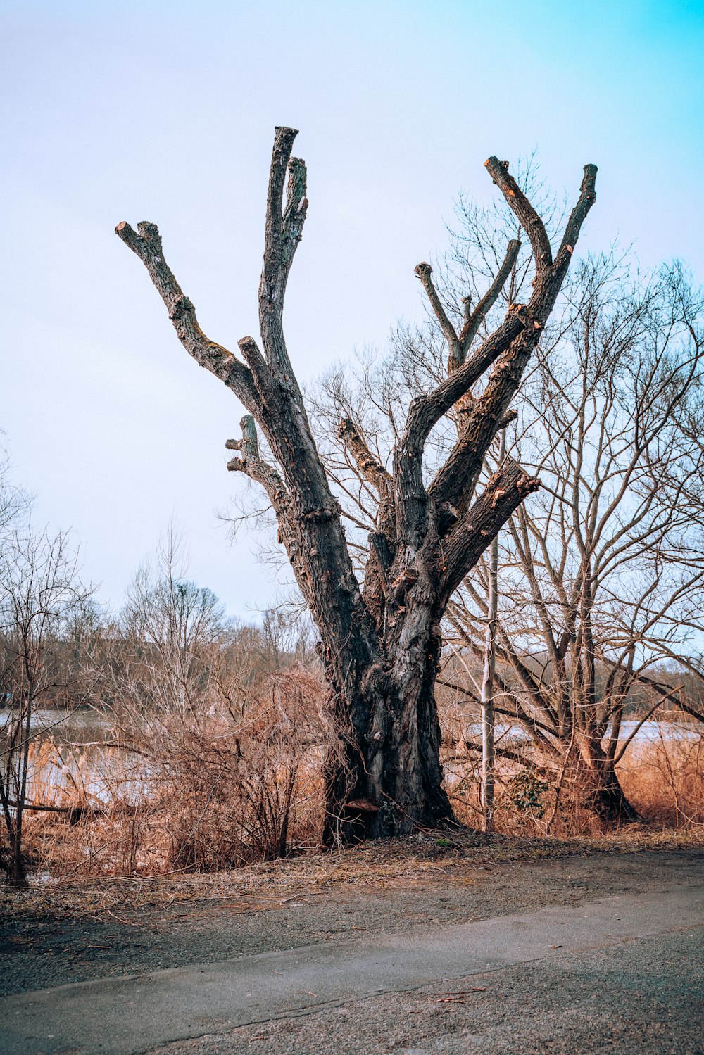 a tree that is standing in the dirt