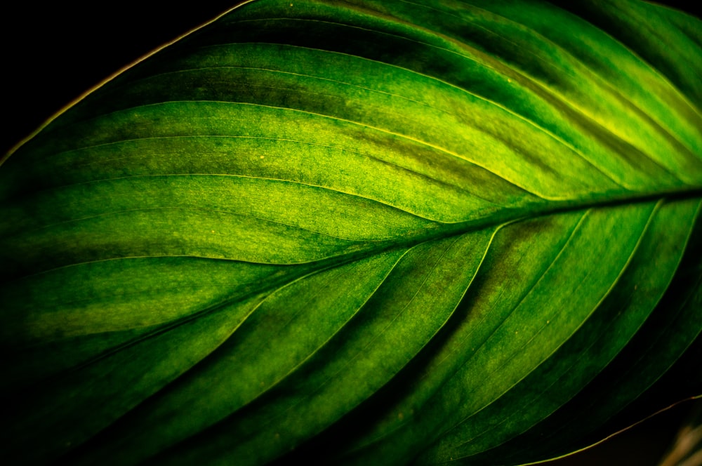 a close up of a green leaf on a black background