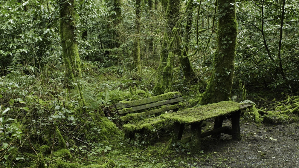 a bench covered in moss in the middle of a forest