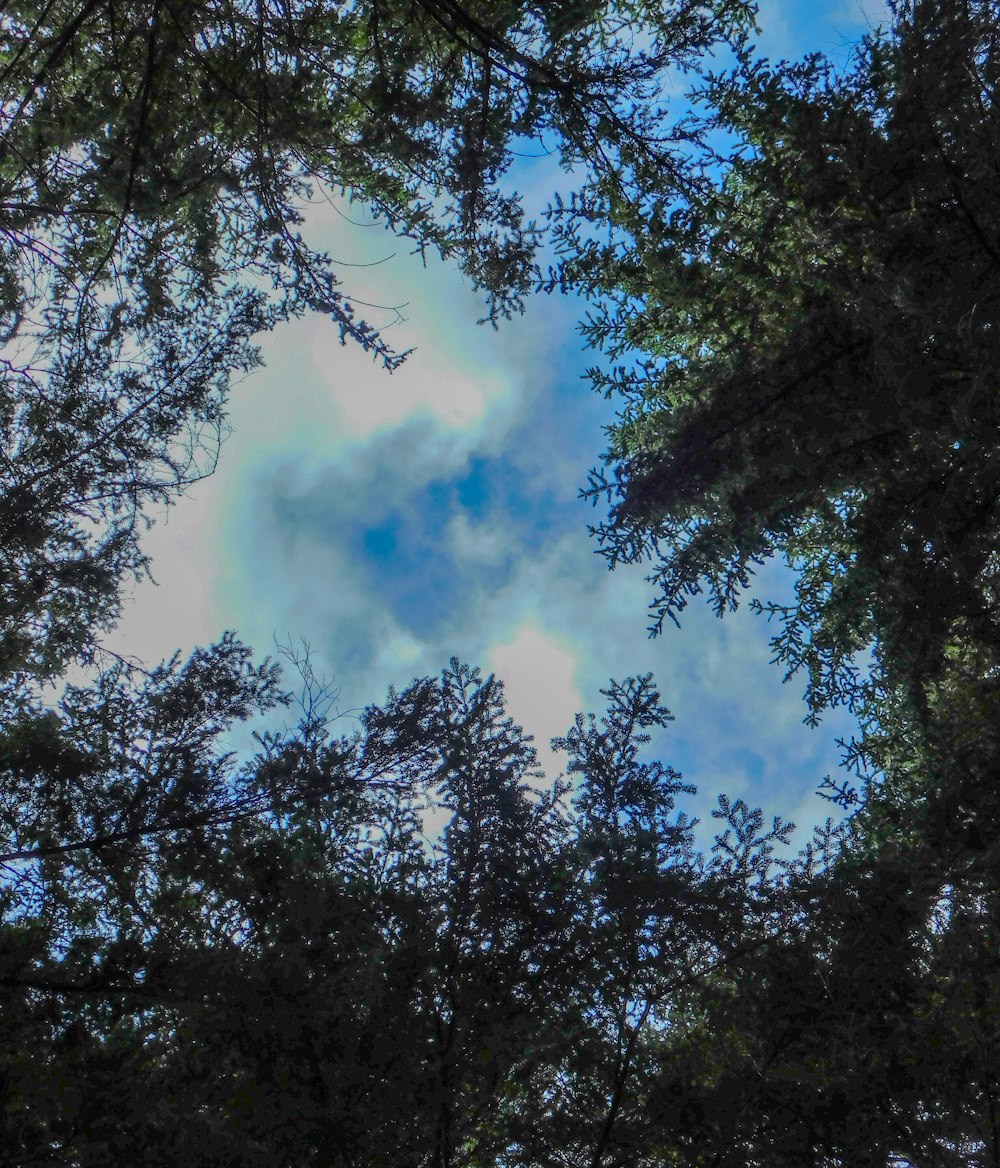 a view of the sky through some trees