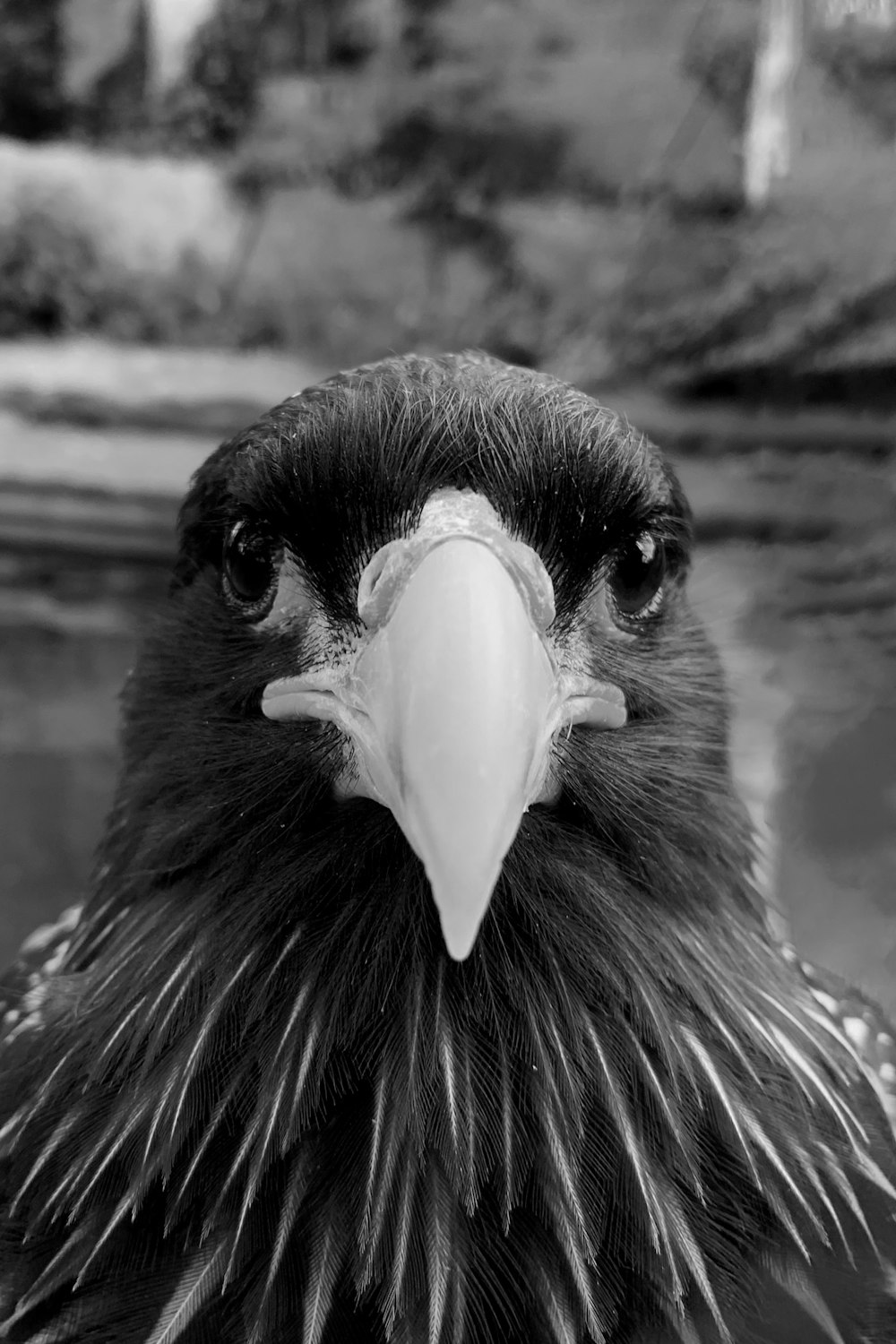 a black and white photo of a bird