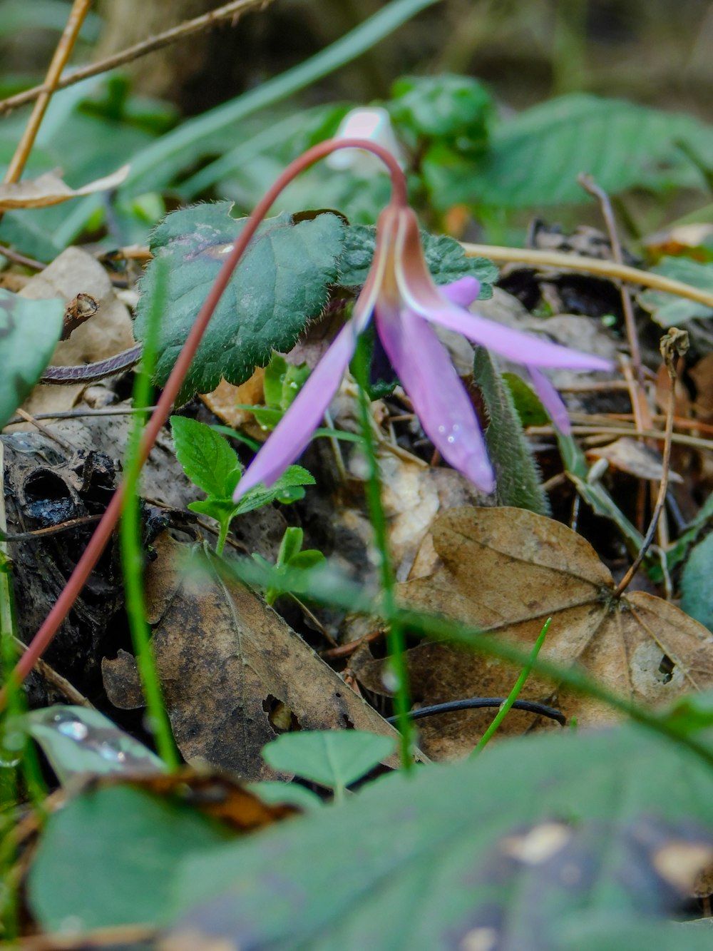 a purple flower sitting on top of a leaf covered ground