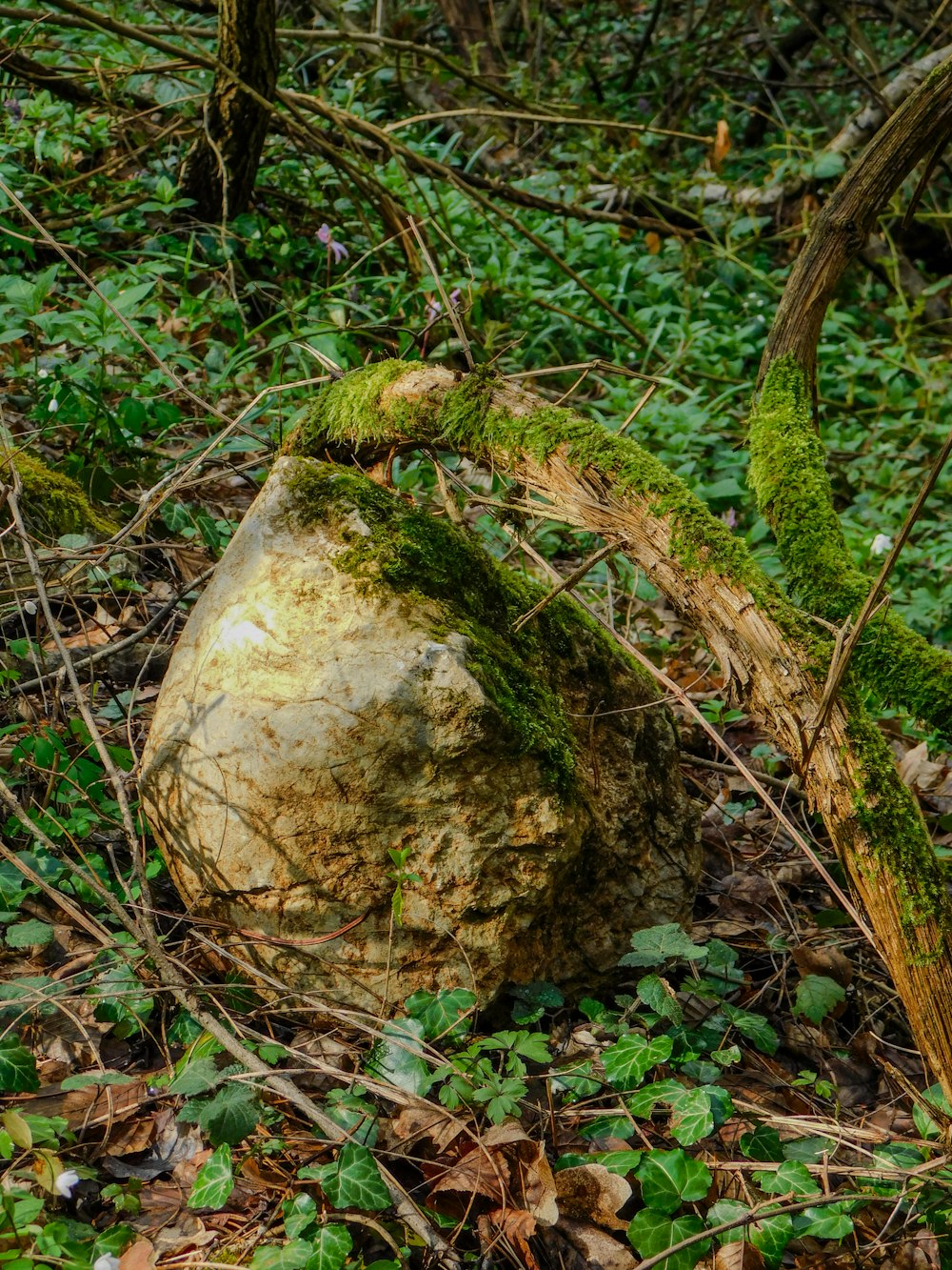 una gran roca sentada en medio de un bosque